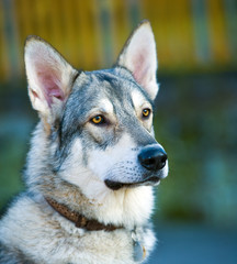 marxdorfer wolfshund