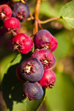 Saskatoon Berries Ripening In Summer