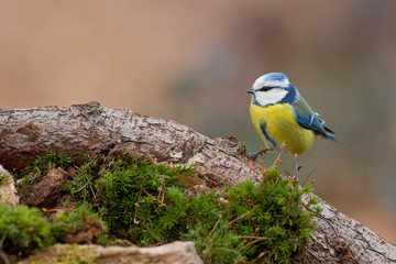 MESANGE BLEUE © FHoTo