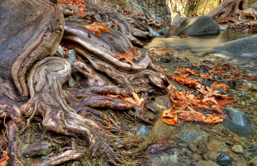 Tree roots abstract