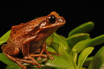 frog sitting on plant
