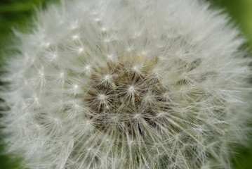 Naklejka premium Dandelion