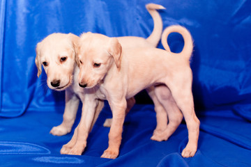 Two saluki pups