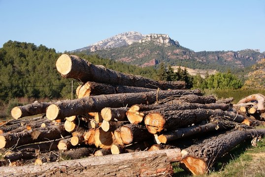 TALA DE &Aacute;RBOLES