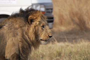 Safari. Lion portrait beside tourist car