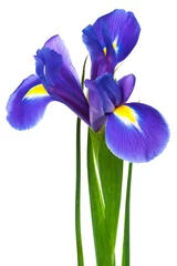 Fotobehang Iris paarse iris