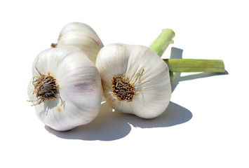 frischer Knoblauch