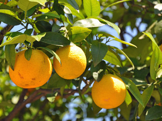 orange