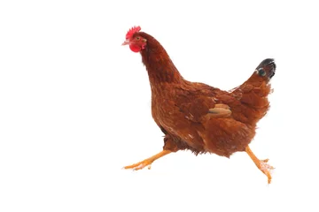 Acrylic prints Chicken Running hen - isolated