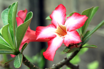 Desert Rose Flowers
