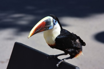 bird toucan with a varicoloured plumage © Galina