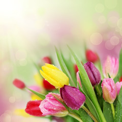 Spring tulip flowers - 29459590