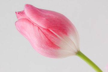チューリップの花 tulip