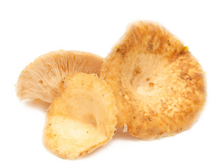 Lactarius resimus