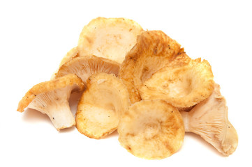 Lactarius resimus