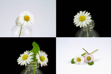 Gänseblümchen - Komposition © Kanusommer