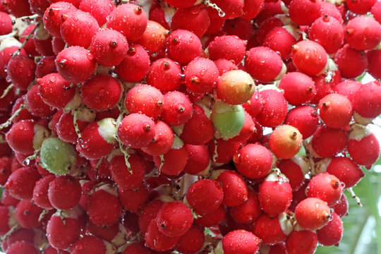 fruits rouges du palmier royal nain, veitchia merrillii