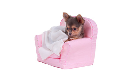 Lovely Chihuahua puppy lying on an armchair isolated on white