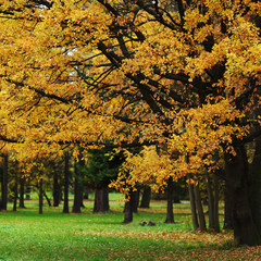 Fototapeta na wymiar autumn trees
