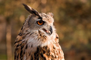 Brown owl portrait