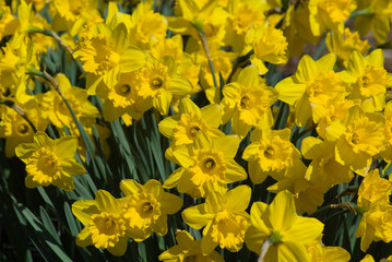 Fototapeta premium Daffodil Garden