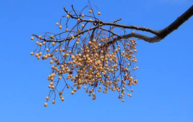 graines de lilas des Indes,  azadirachta indica, neem, nim