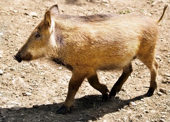 Fototapeta premium Wild pig