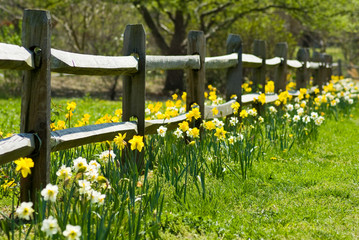 Daffodil Garden