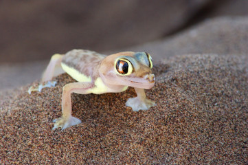 Gecko palmé 2