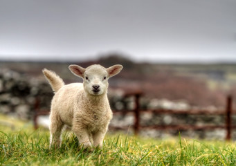 Irish lamb running on the grass