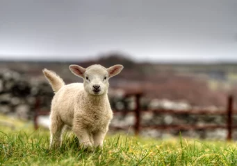 Photo sur Plexiglas Moutons Agneau irlandais courant sur l& 39 herbe