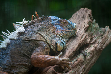 Iguana