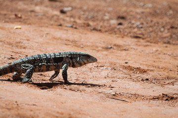 Walking Iguana