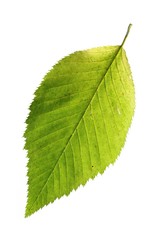 green leaf / e