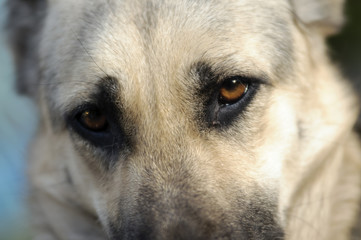 Sad Dog Eyes