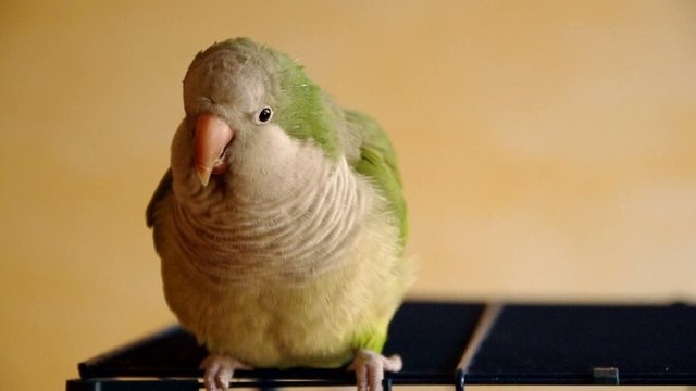 myopsitta monachus out of its cage