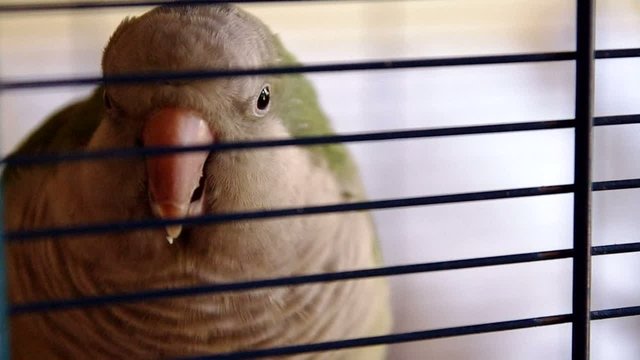 myopsitta monachus in its cage