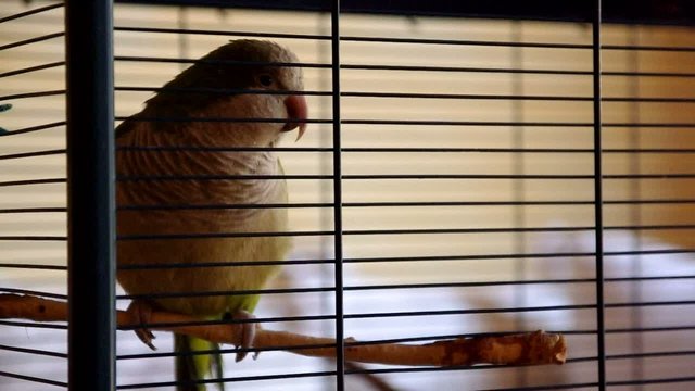 myopsitta monachus in its cage