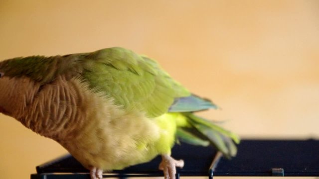 myopsitta monachus out of its cage
