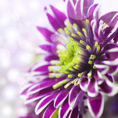 Purpel flower with bokeh effect