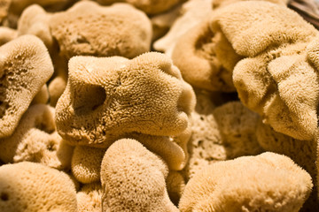 Gąbki © Pawel Zdybel