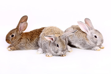 young rabbits
