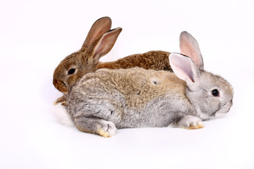 young rabbits
