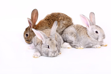 Fototapeta na wymiar young rabbits