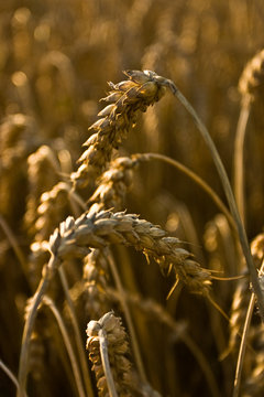 Zboże
