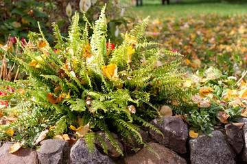 Autumn flowerbed