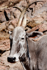 Vache sacrée en Inde