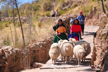 Sheeps, Taquile island © pioregur