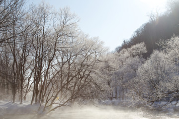 Obraz na płótnie Canvas Trees in Wintertime