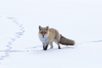 Fox Walking Across the Snow